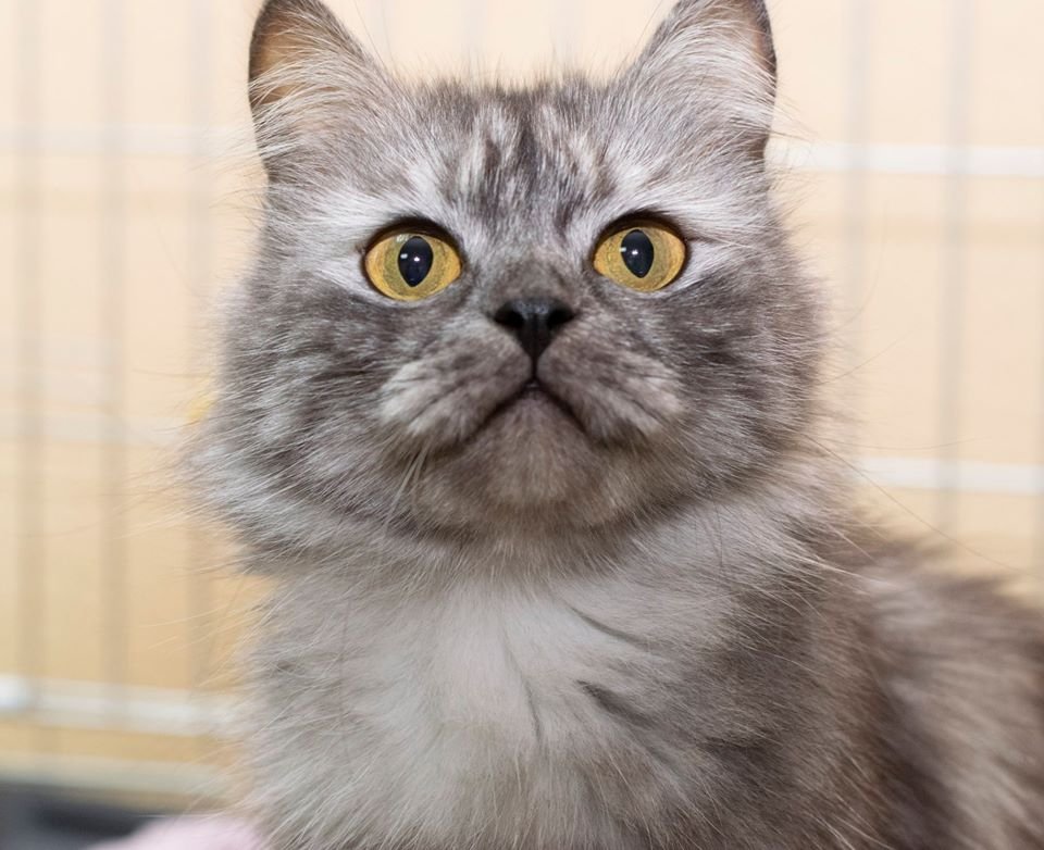 Подарите тепло и любовь: какие животные ищут дом в Днепре 4