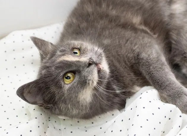 Подарите тепло и любовь: какие животные ищут дом в Днепре 5