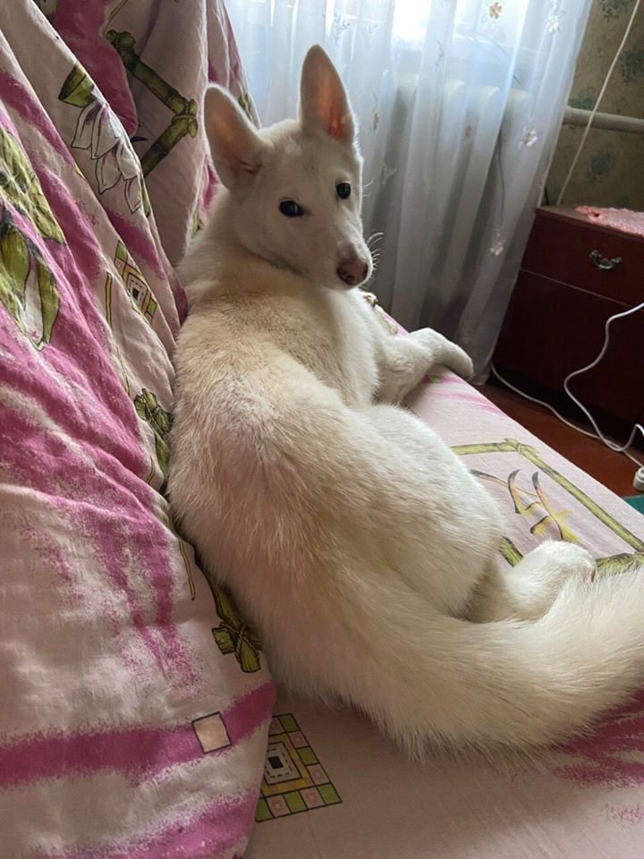 В Днепре пропало много животных: помогите найти 1