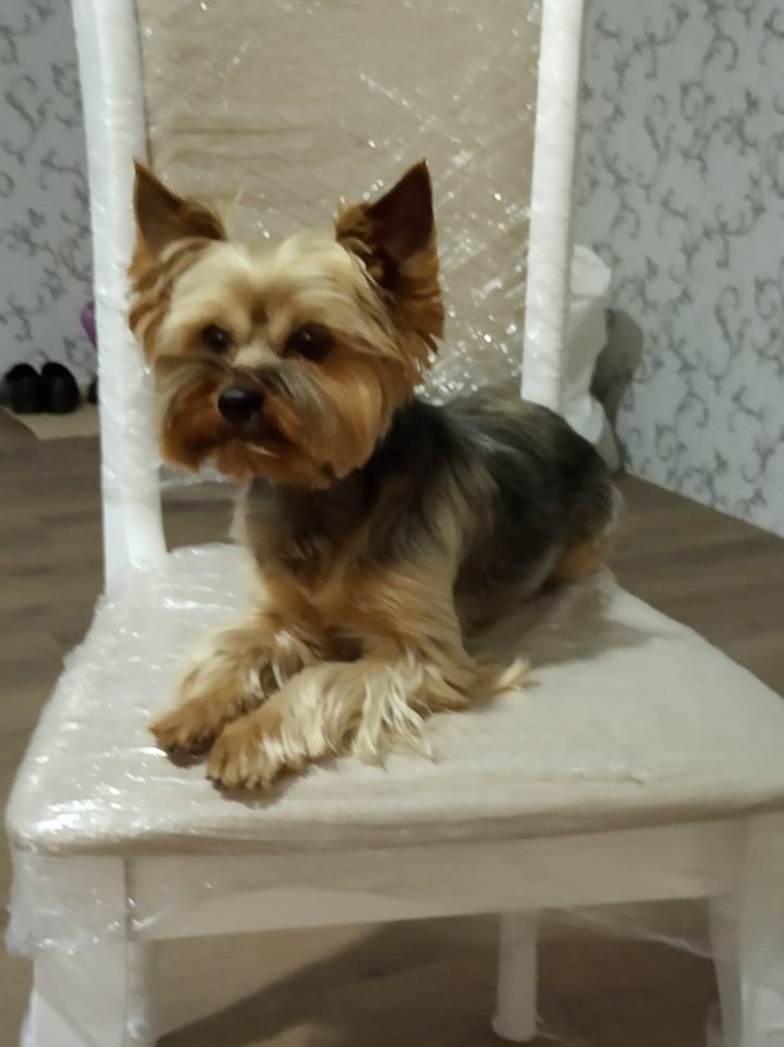 В Днепре пропало много животных: помогите найти 2