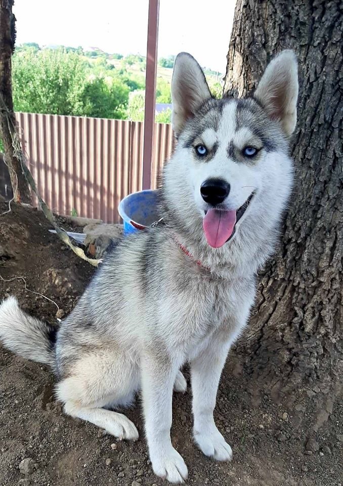 В Днепре пропало много животных: помогите найти 3