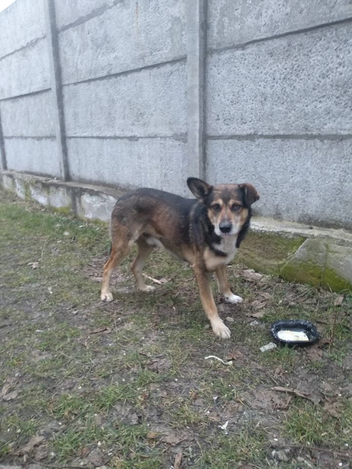 В Днепре пропало много животных: помогите найти 4