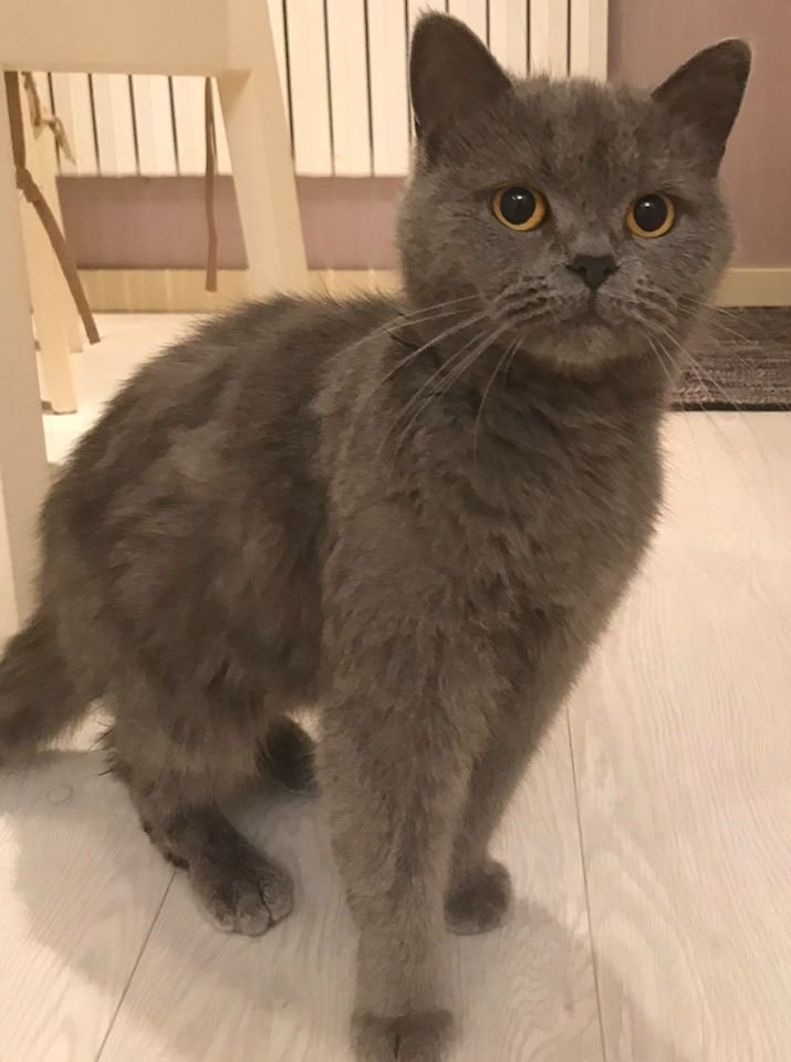 В Днепре пропало много животных: помогите найти 5