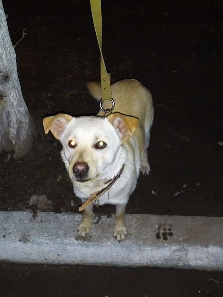 В Днепре пропало много животных: помогите найти 6