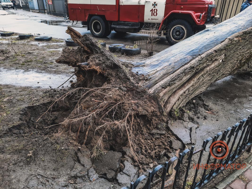 Дерево вырвало с корнем Дерево вырвало с корнем