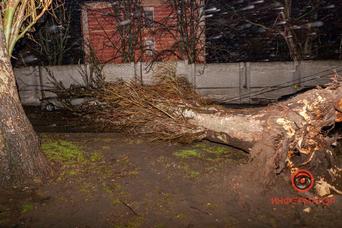 Дерево упало на автомобиль Mitsubishi Дерево упало на автомобиль Mitsubishi