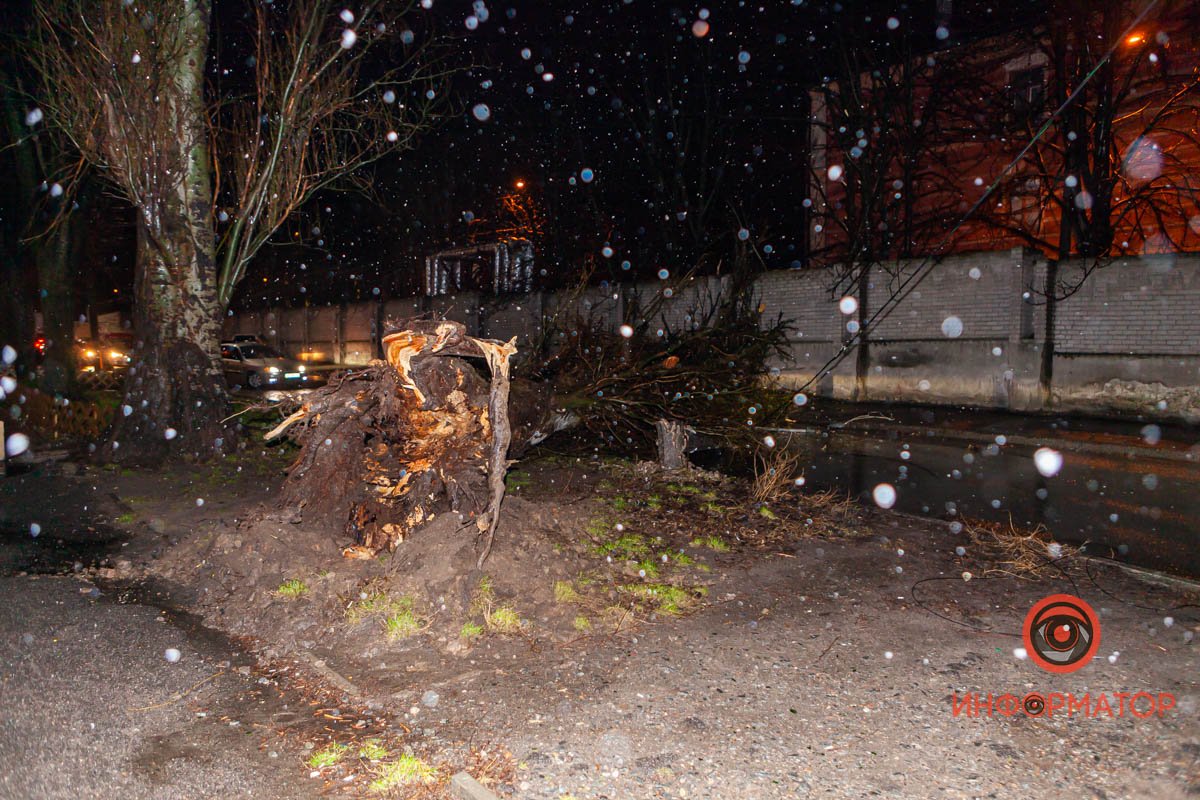 Сильный ветер повалил дерево Сильный ветер повалил дерево