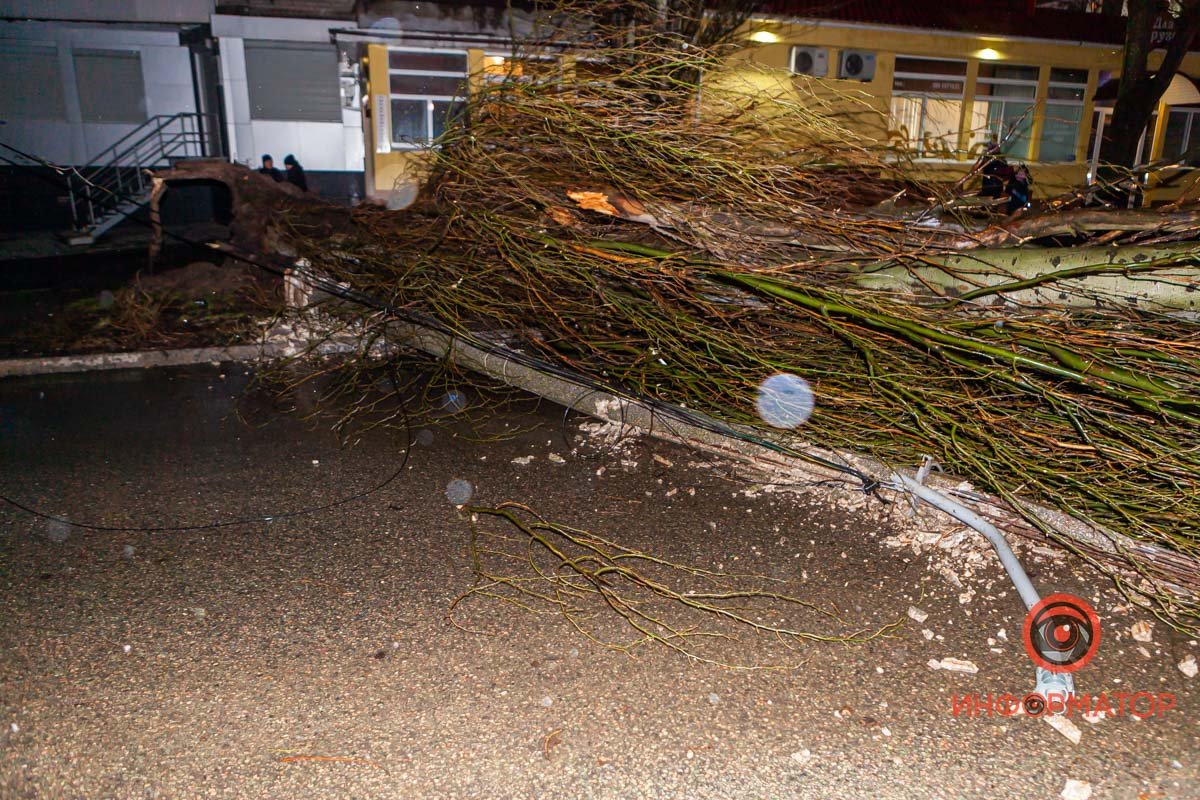 Также дерево свалило столб Также дерево свалило столб