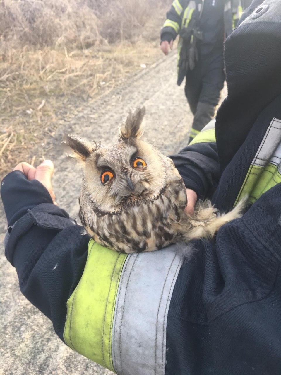 В Днепре спасатели вытащили из пожара сову 1