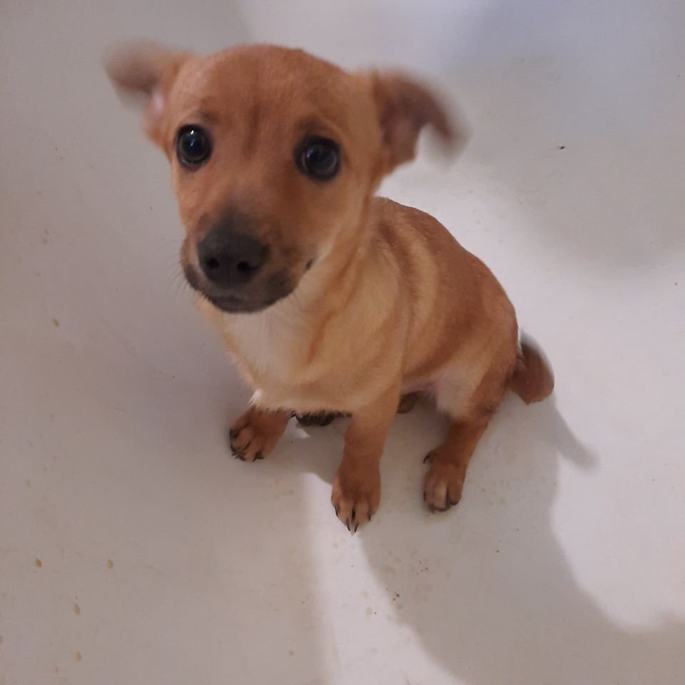 Подарите тепло и любовь: какие животные ищут дом в Днепре 1