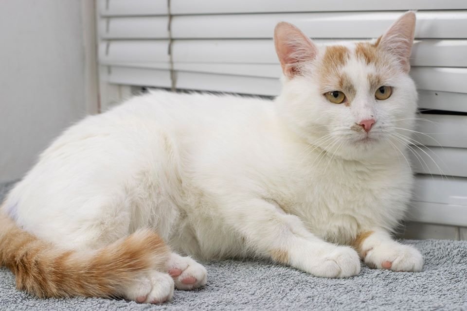 Подарите тепло и любовь: какие животные ищут дом в Днепре 2