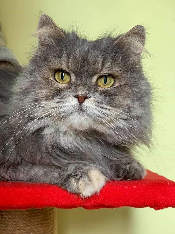 Подарите тепло и любовь: какие животные ищут дом в Днепре 3