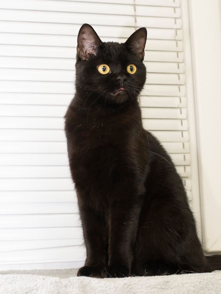 Подарите тепло и любовь: какие животные ищут дом в Днепре 4