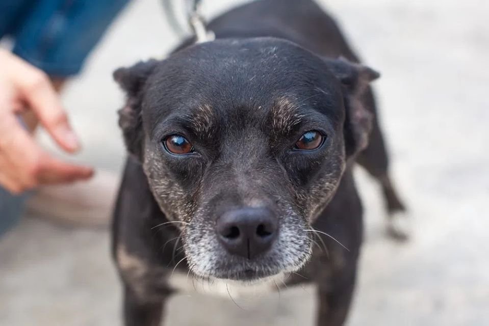 Подарите тепло и любовь: какие животные ищут дом в Днепре 5