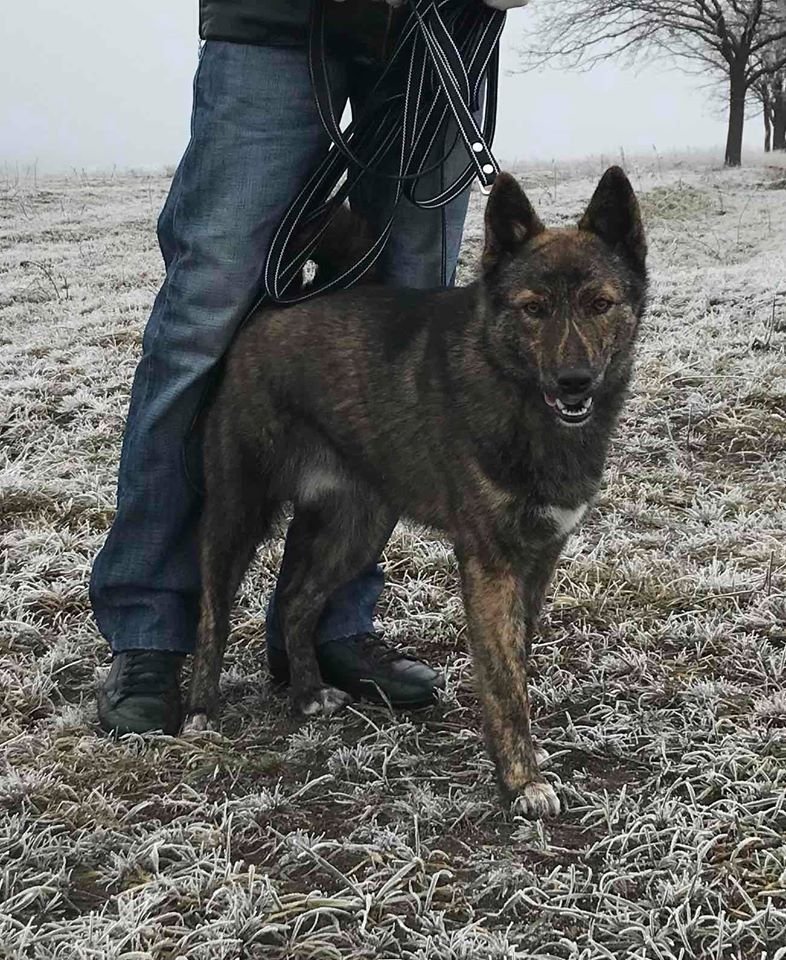 В Днепре пропало много животных: помогите найти 1