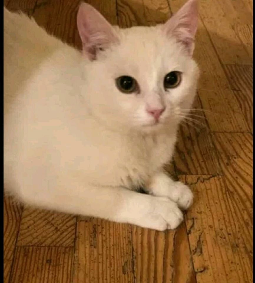 В Днепре пропало много животных: помогите найти 2