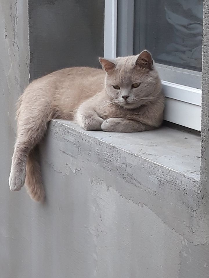 В Днепре пропало много животных: помогите найти 3