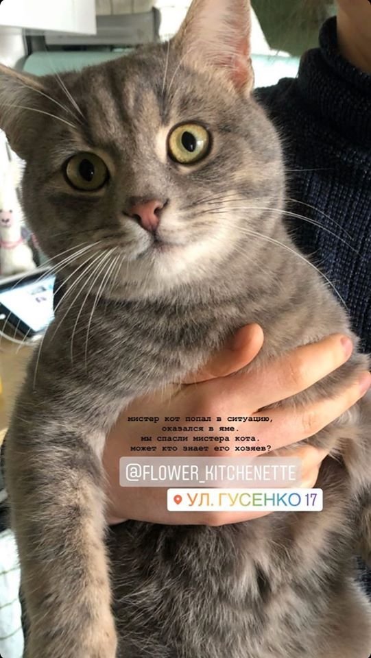 В Днепре пропало много животных: помогите найти 4