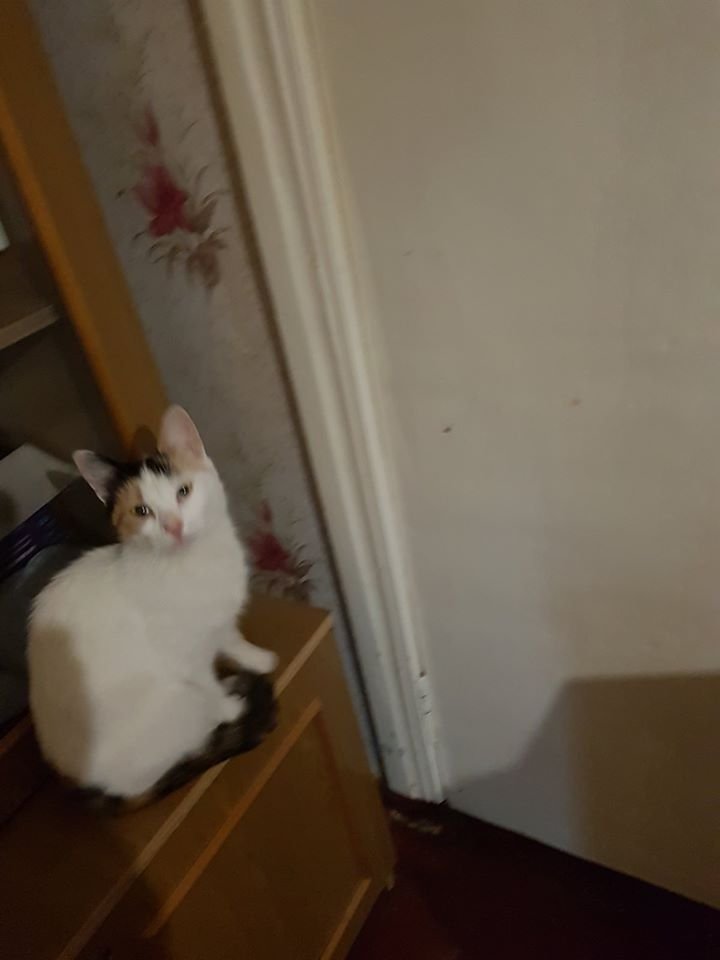 В Днепре пропало много животных: помогите найти 5