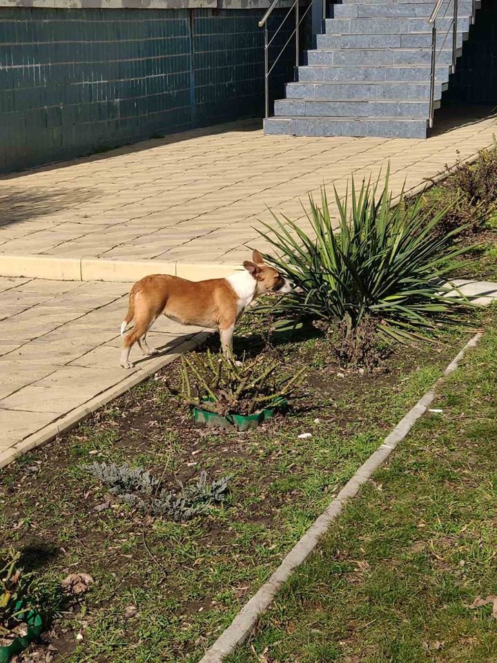 В Днепре пропало много животных: помогите найти 6