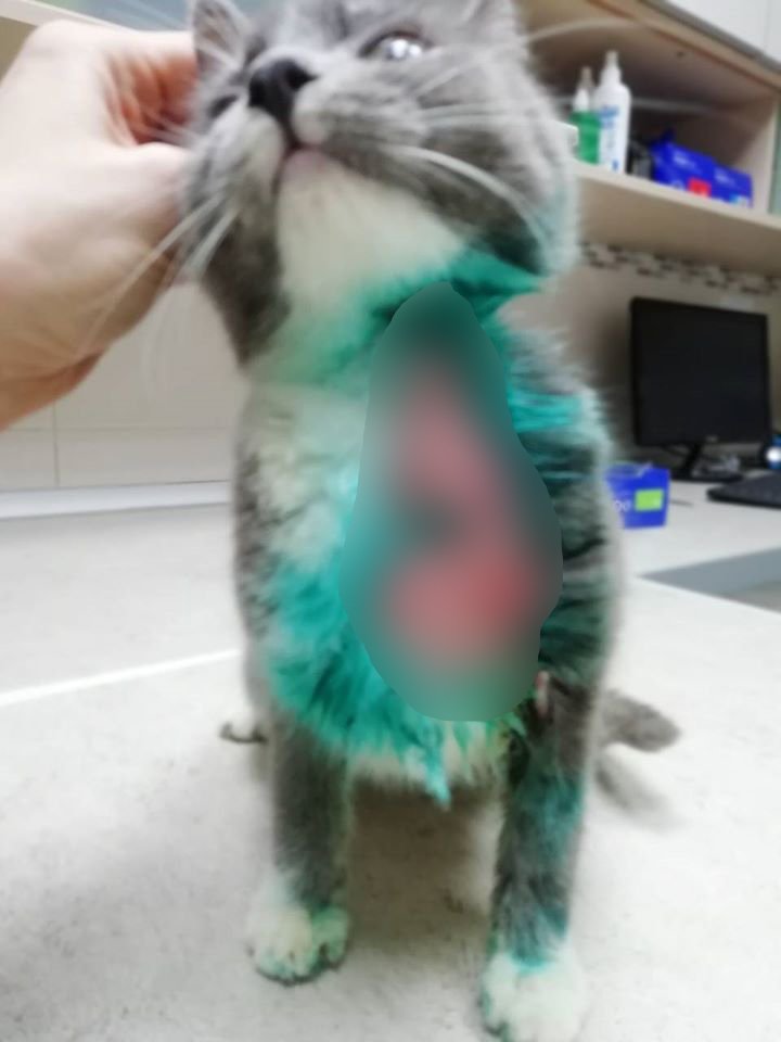 У Вафельки диагностировали ожог 10% тела