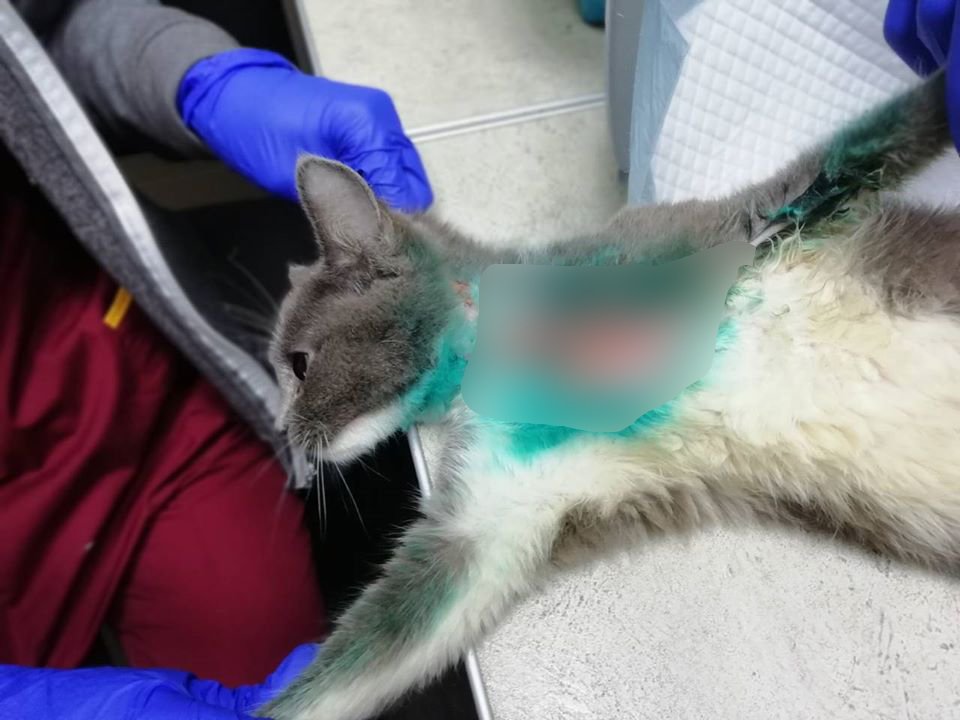 У кошки отмерла кожа, она лоскутами отпадает вместе с шерстью