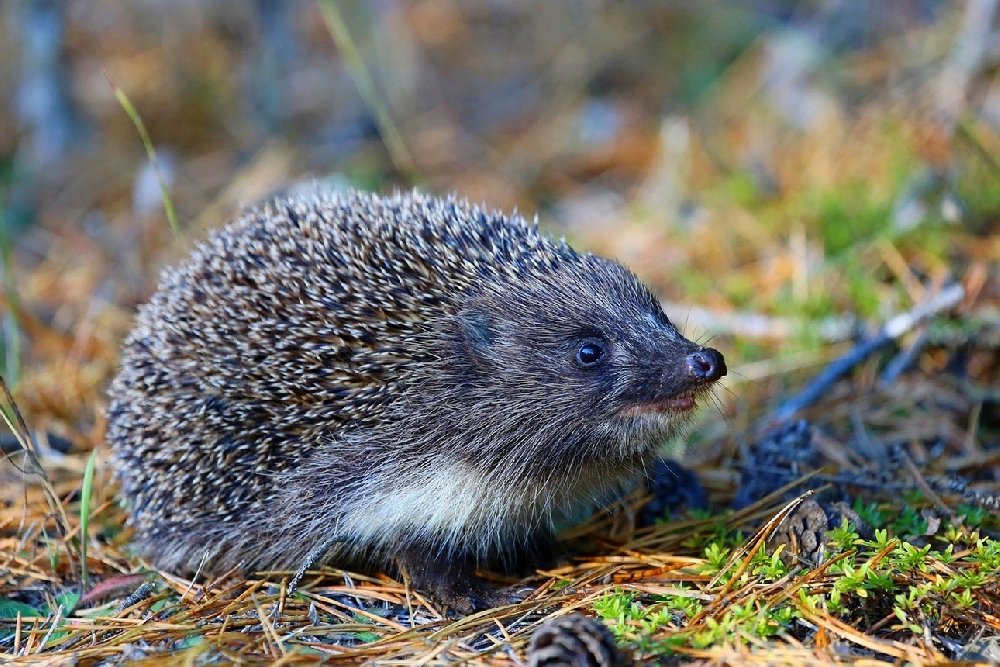 еж белогрудый еж белогрудый