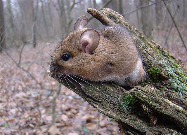 Мышь степная Мышь степная