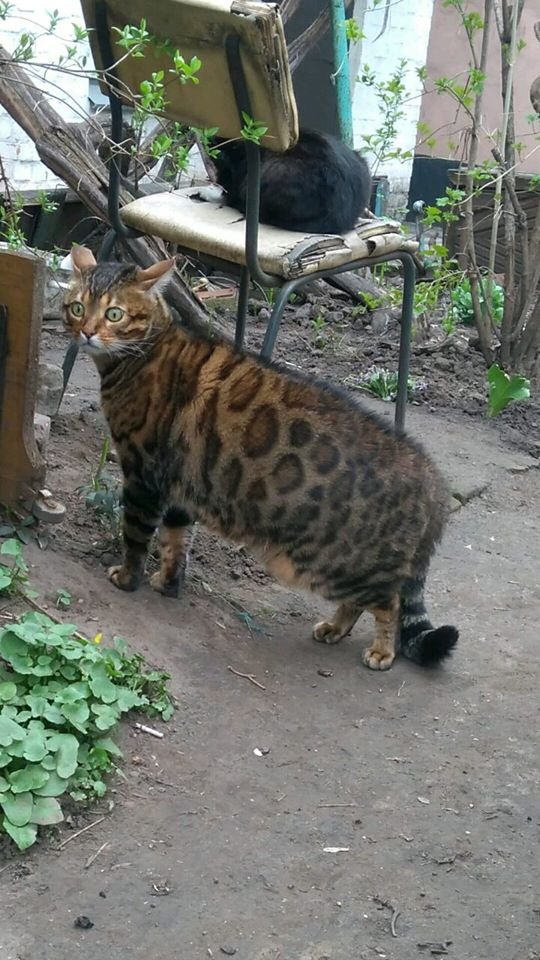 В Днепре пропало много животных: помогите найти 2