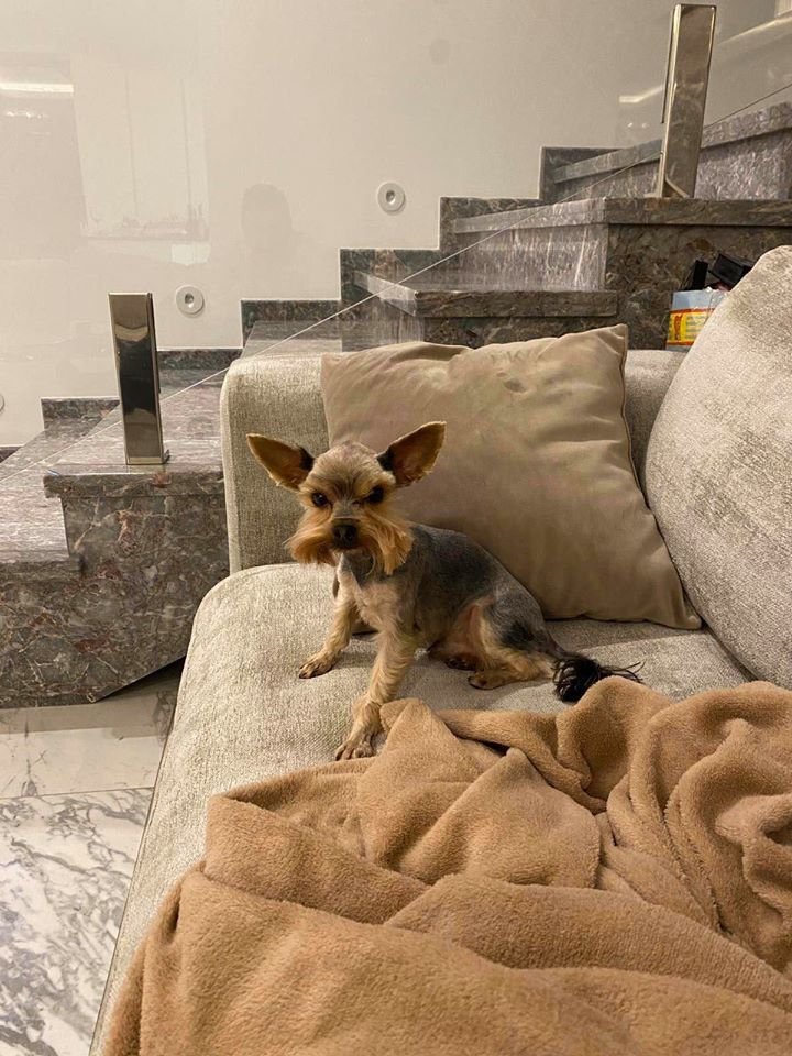 В Днепре пропало много животных: помогите найти 3