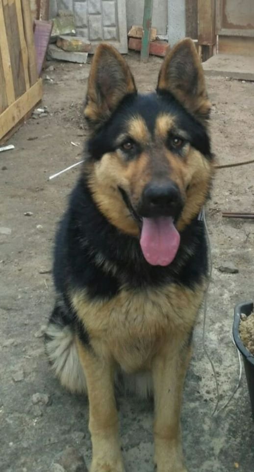 В Днепре пропало много животных: помогите найти 4