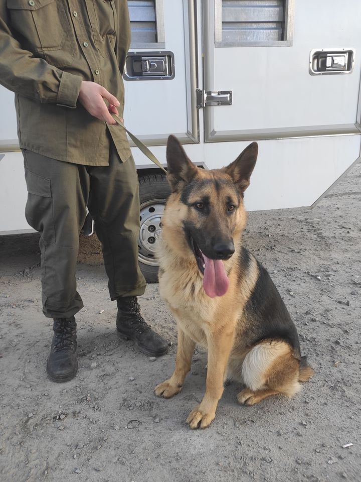 В Днепре пропало много животных: помогите найти 5