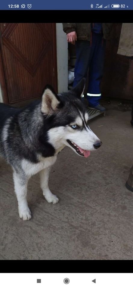 В Днепре пропало много животных: помогите найти 6