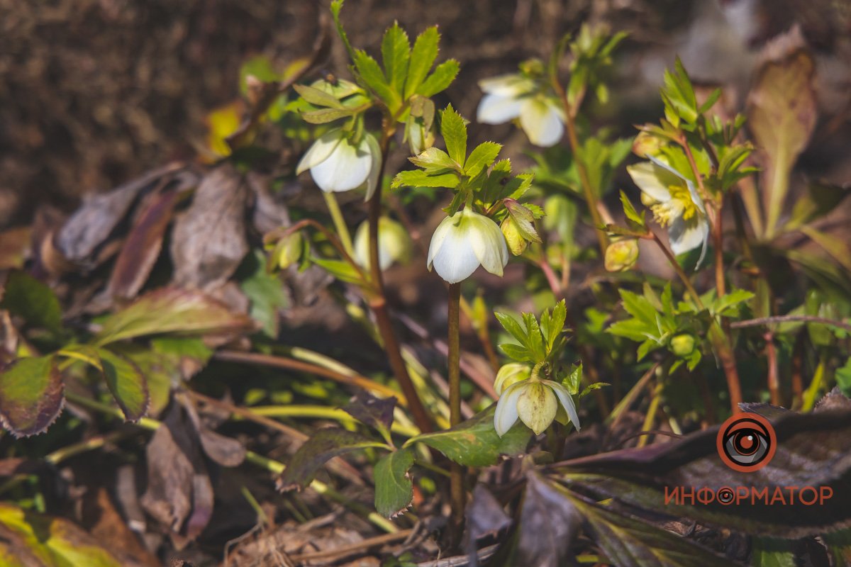 Весна в самом разгаре Весна в самом разгаре