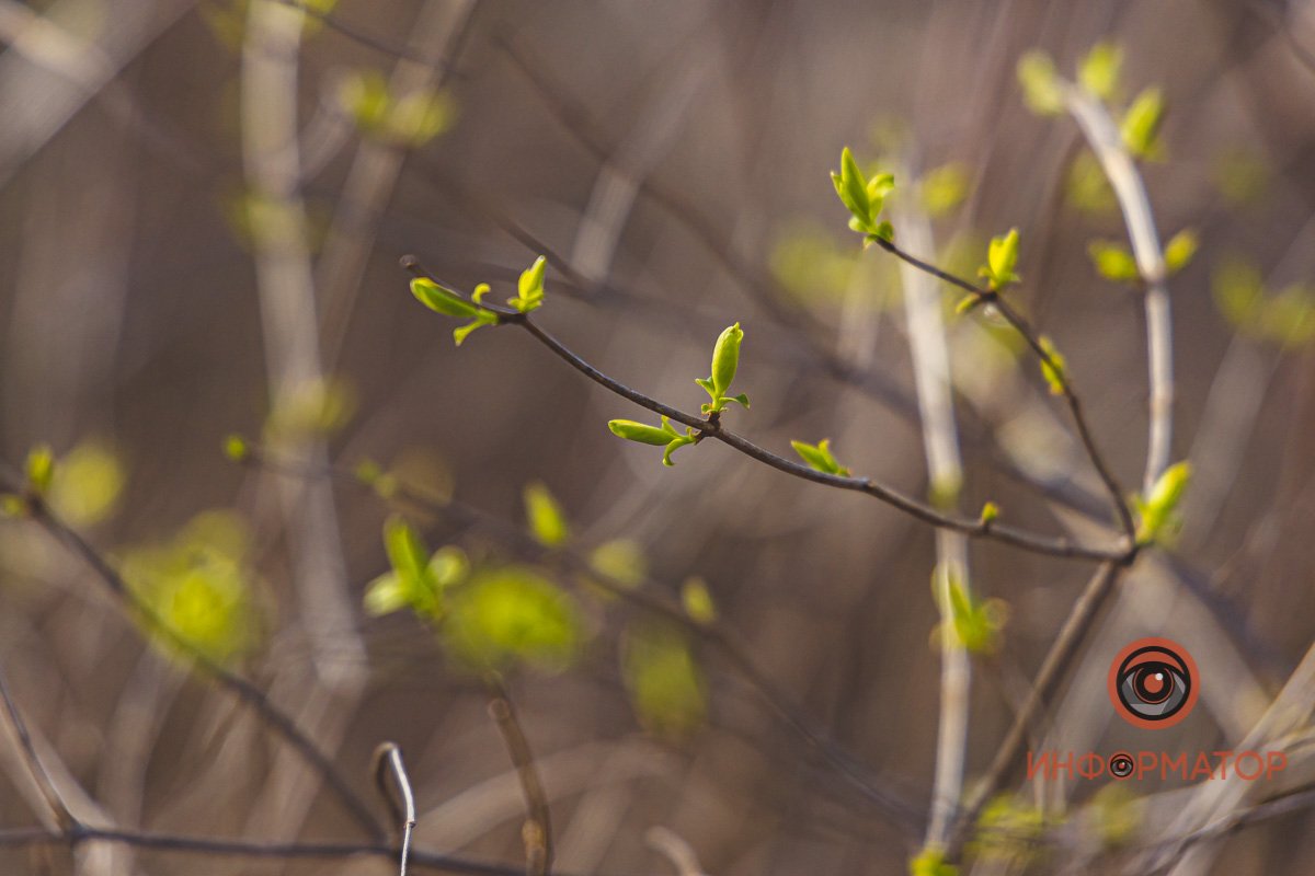 Пробиваются почки  Пробиваются почки