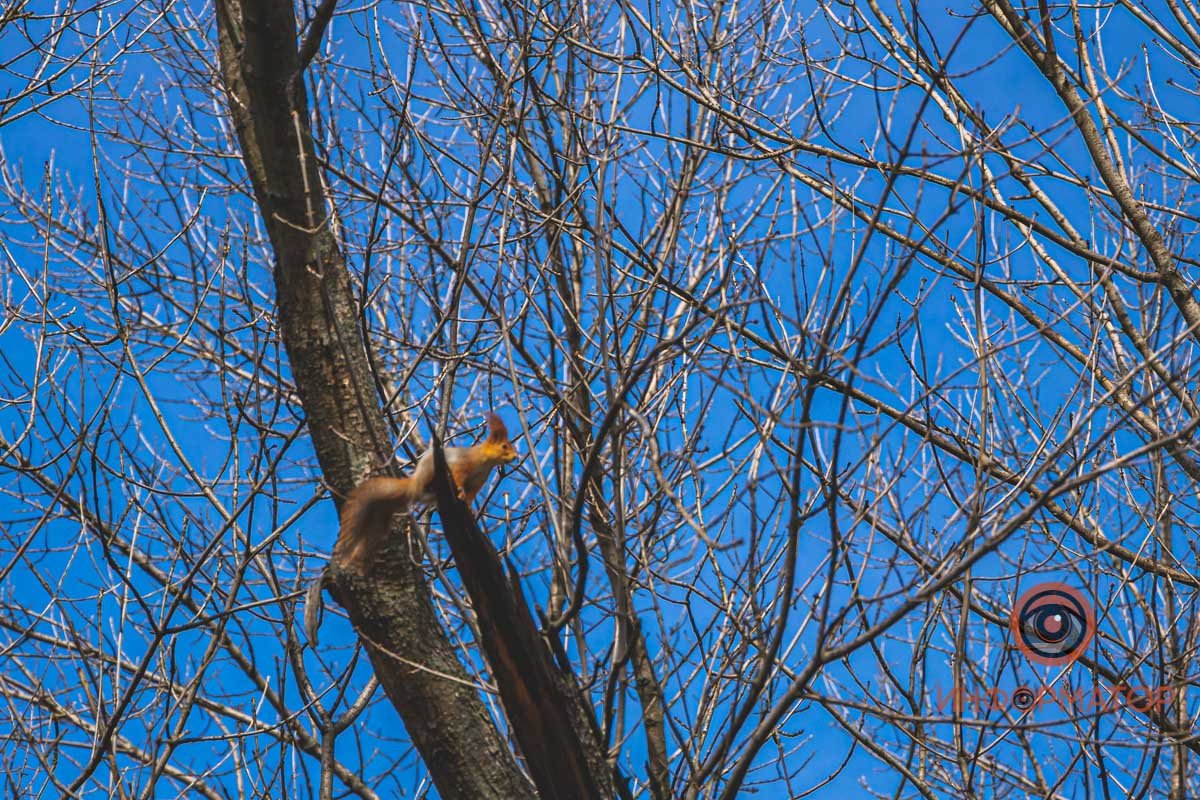 Белочка встречает весну Белочка встречает весну