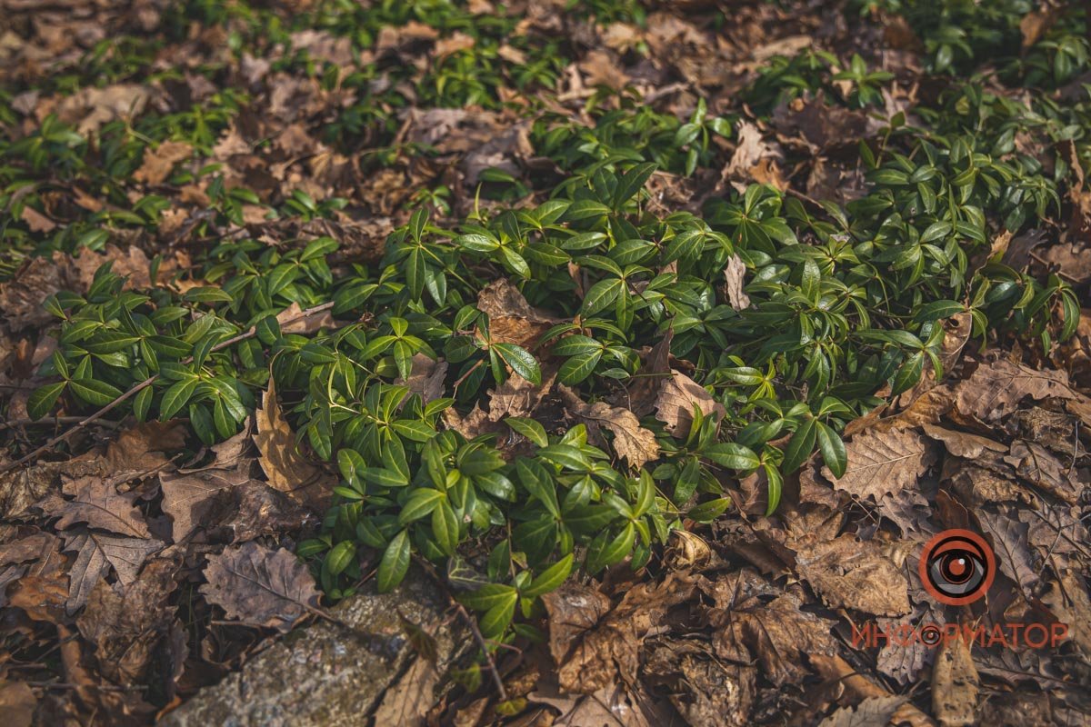 Больше зелени! Больше зелени!