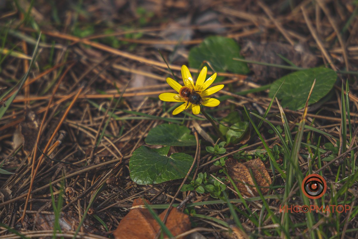 Подружились Подружились