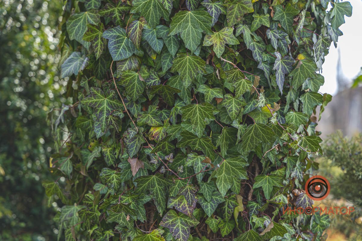 Днепр зеленеет  Днепр зеленеет