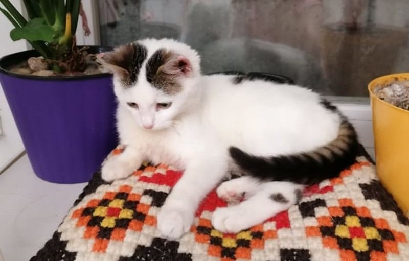 Огромный запас умиления на каждый грамм его веса