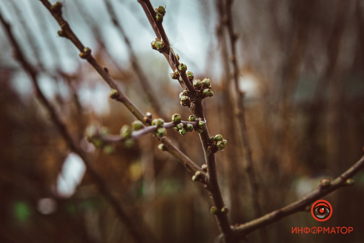Тут уже наступила весна Тут уже наступила весна