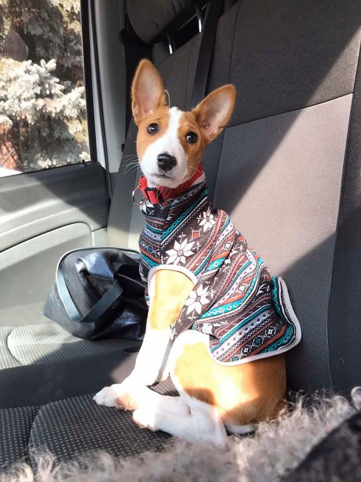 В Днепре пропало много животных: помогите найти 1