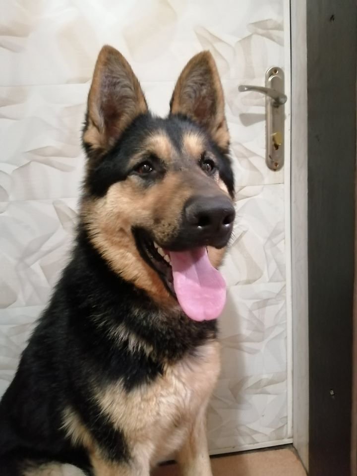 В Днепре пропало много животных: помогите найти 2