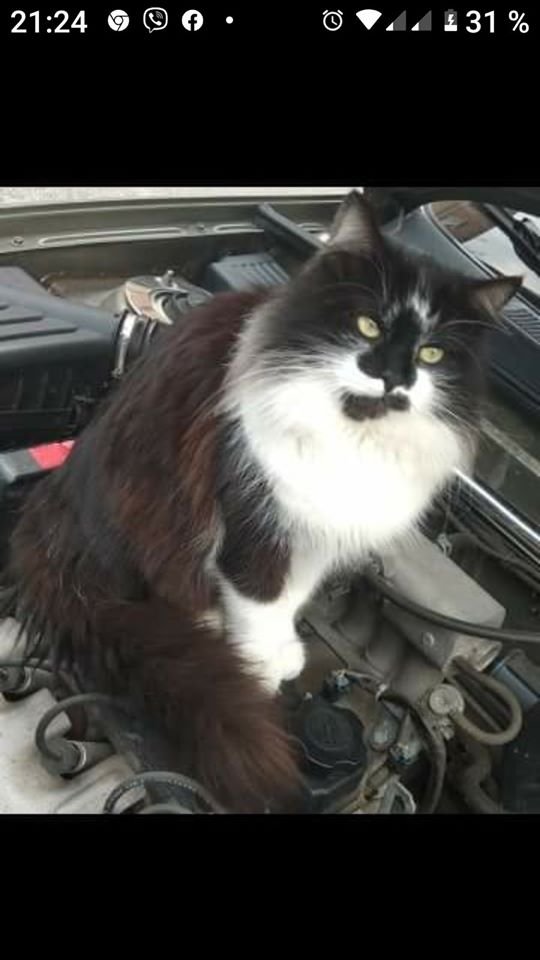 В Днепре пропало много животных: помогите найти 3