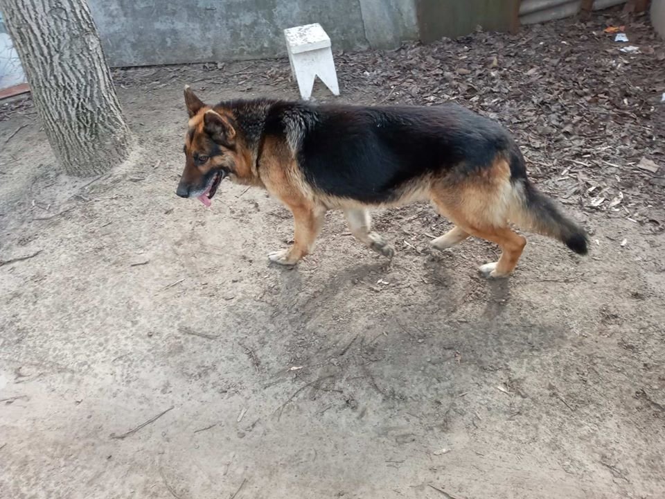 В Днепре пропало много животных: помогите найти 4