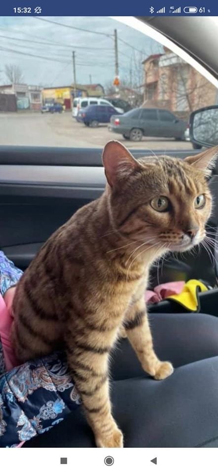 В Днепре пропало много животных: помогите найти 5