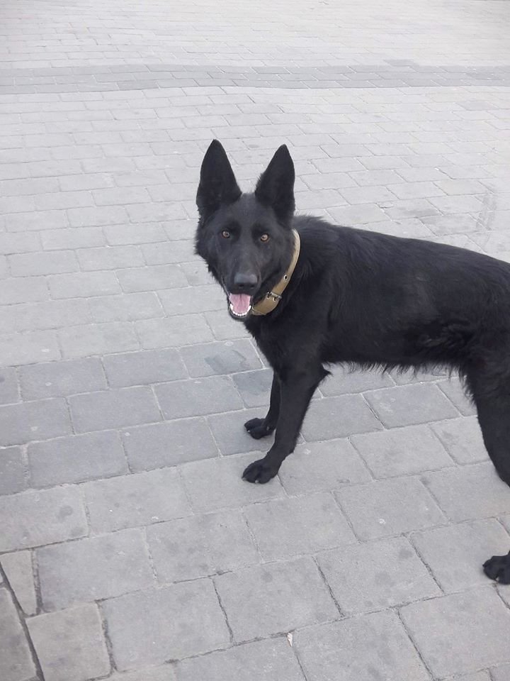 В Днепре пропало много животных: помогите найти 6