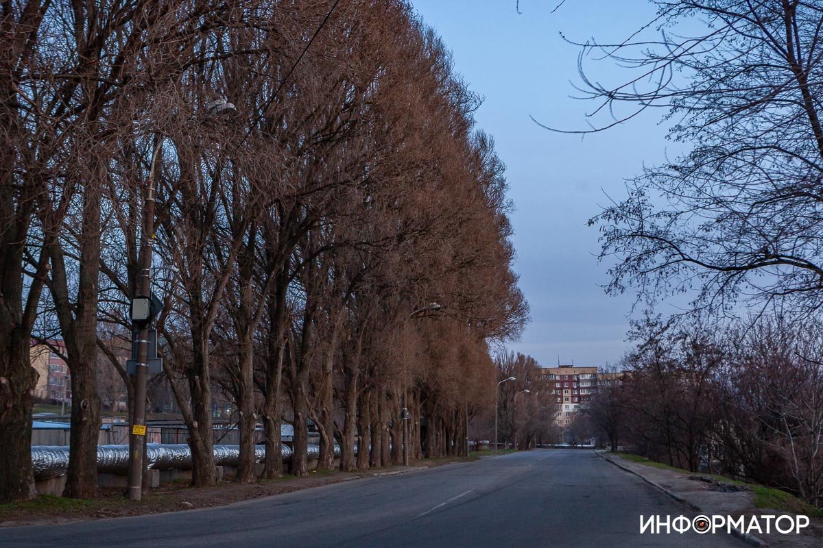 Скоро они примерят зеленый наряд Скоро они примерят зеленый наряд