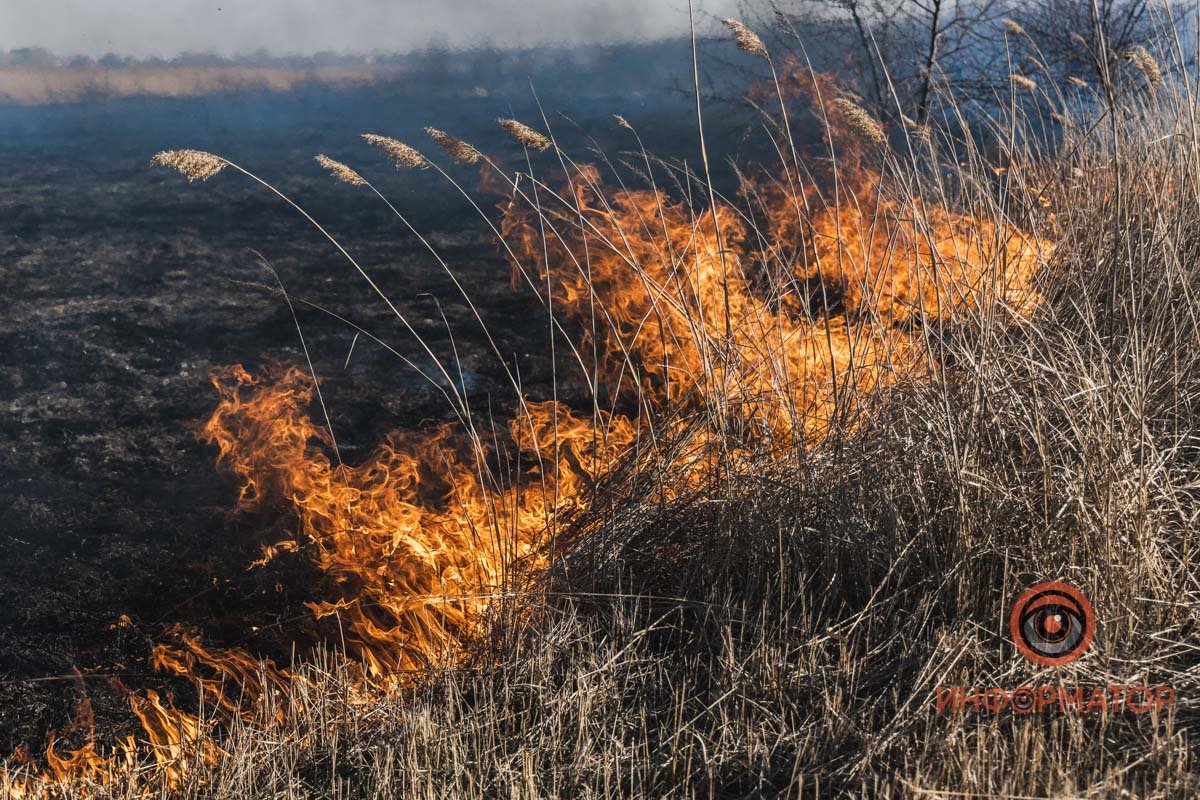 В этот момент в траве может быть птица или мелкое животное В этот момент в траве может быть птица или мелкое животное