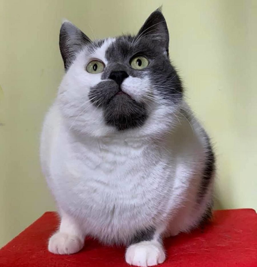 Пузатый кусь очень хочет домой